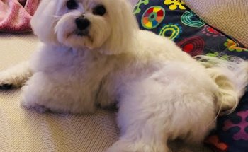 BudaPets Veterinaria