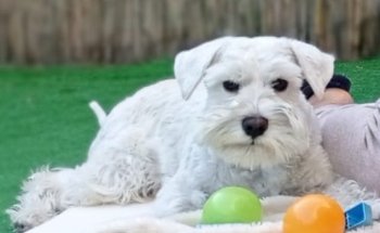 Clínica Veterinaria Oslo