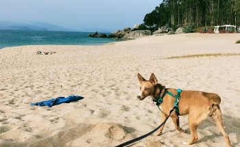 Centro Veterinario 13 De Diciembre