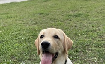 Clinica Veterinaria Amigos