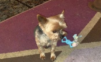 Clínica Veterinaria Castrelos