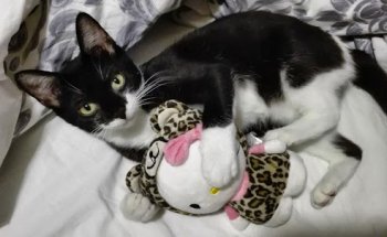 Centro Veterinario Travesía