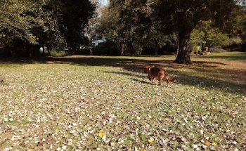 Centro Veterinario Navía Cb
