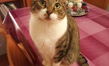 Clínica Veterinaria Vetia