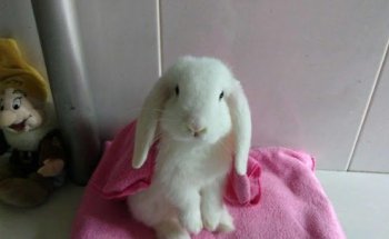 Clínica Veterinaria Tafí