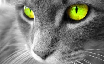 Clinica Veterinaria Ars Canis