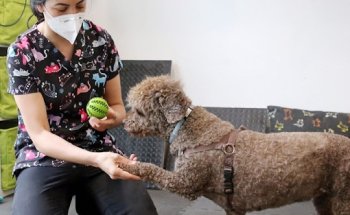 Carmen Ceres, Veterinaria Especialista en Fisioterapia y Rehabilitación para Perros y Gatos