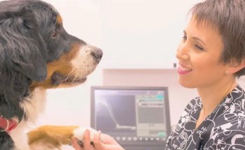 Ágora Clínica Veterinaria