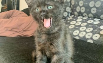 Veterinario El Deleite Aranjuez