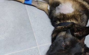 Clínica Veterinaria Postas