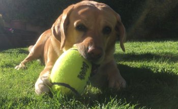 Clínica Veterinaria DRAMP