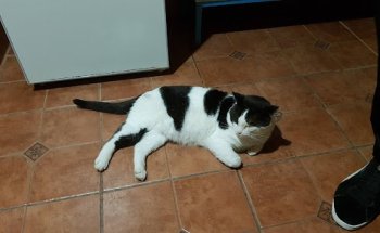 Centro Veterinario La Camella