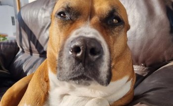 Clínica Veterinaria Koalavet