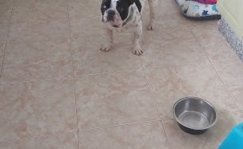 Clínica Veterinaria Arrecife