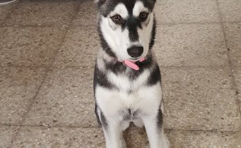 Centro veterinario de Lanzarote