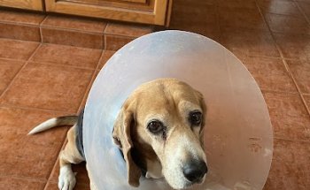 Clínica Veterinaria Jameos