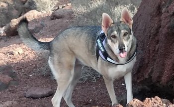 Clínica Veterinaria Timanfaya