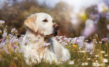 Clínica Veterinaria San Roque
