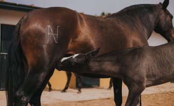 Avilequus Servicios Veterinarios Equinos