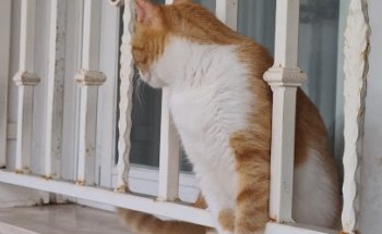 María Rosa Lorenzo Jodra