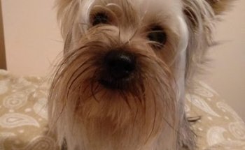 La Clínica de Marina, Centro Veterinario