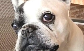 CLINICA VETERINARIA AVDA. DEL MEDITERRANEO