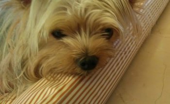 Clínica Veterinaria Casagrande