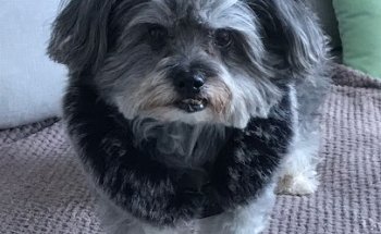 Clinica Veterinaria La Cala