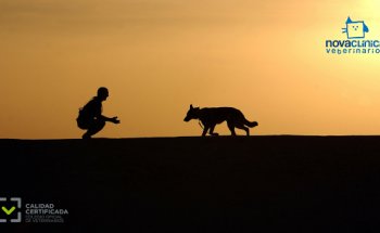 Veterinario en Boadilla del Monte | Nova Clínica Veterinarios