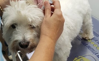 CENTRO VETERINARIO PRADO DE BOADILLA