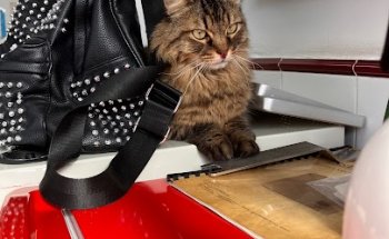 Clínica Veterinaria AyAVET