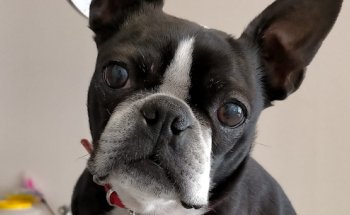 Clinica Veterinaria Habana Boston