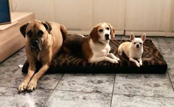 Centro Veterinario El Castell