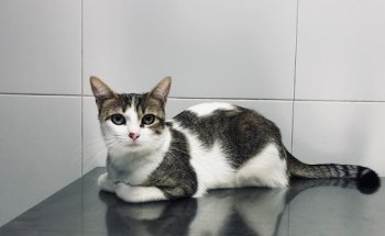 Clínica Veterinària Castelldefels Albó