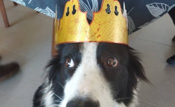 Clínica Veterinària Diagonal (VETERALIA)