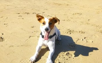 Centro Veterinario La Soledad - Urgencias