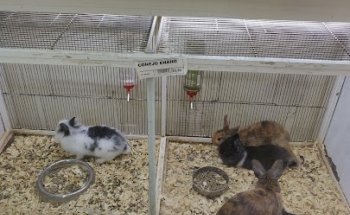 Clinicas Veterinarias Avila Fornell SL