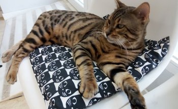 Centro veterinario GADES