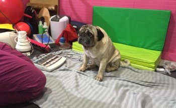 Centro Veterinario y Rehabilitación Animal : Vet & Fisio