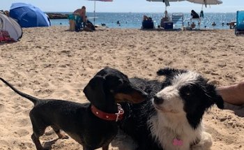 Clínica Veterinaria Gaudi