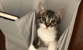 Cornellà Modern Veterinaris