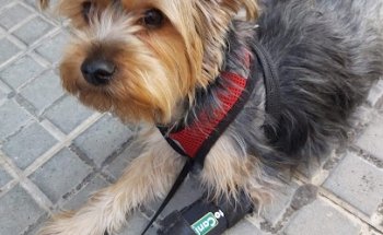 Centro Veterinario San Ildefonso