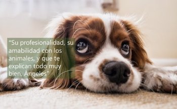 Centro Veterinario de Cornellà