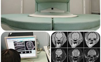 Diagnosi Veterinària