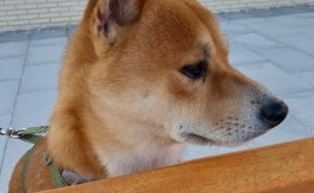 CLINICA VETERINARIA YUCA