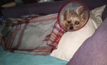 Clínica Veterinaria Milton