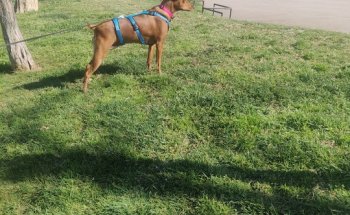 Clínica Veterinaria Dálmata