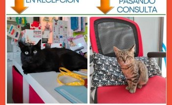 Clinica Veterinaria Huellas