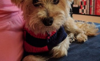 Clínica Veterinaria Puerta Grande