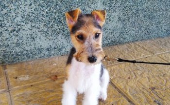 Centro Veterinario Puerto